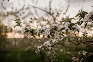 Fleurs de pommes